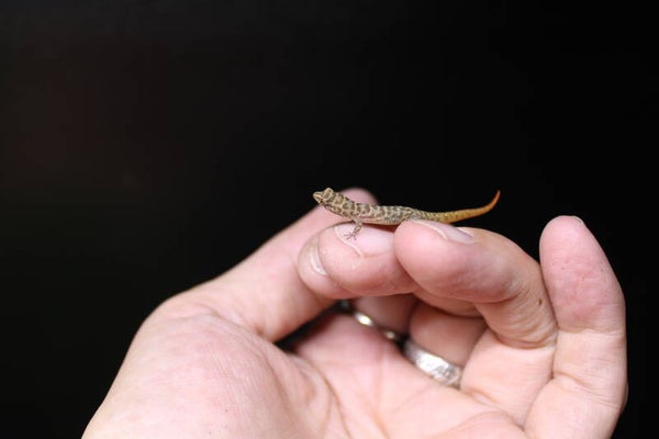 Sphaerodactylus sputator CB'25