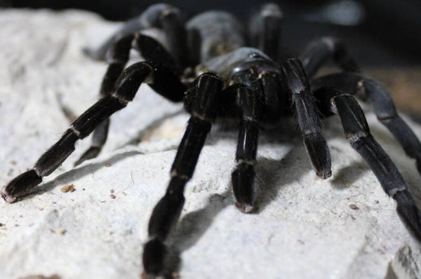 Haplopelma minax