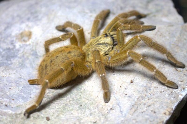 Pterinochilus murinus