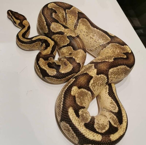 Python regius 1.0 CB'16 (reservering)