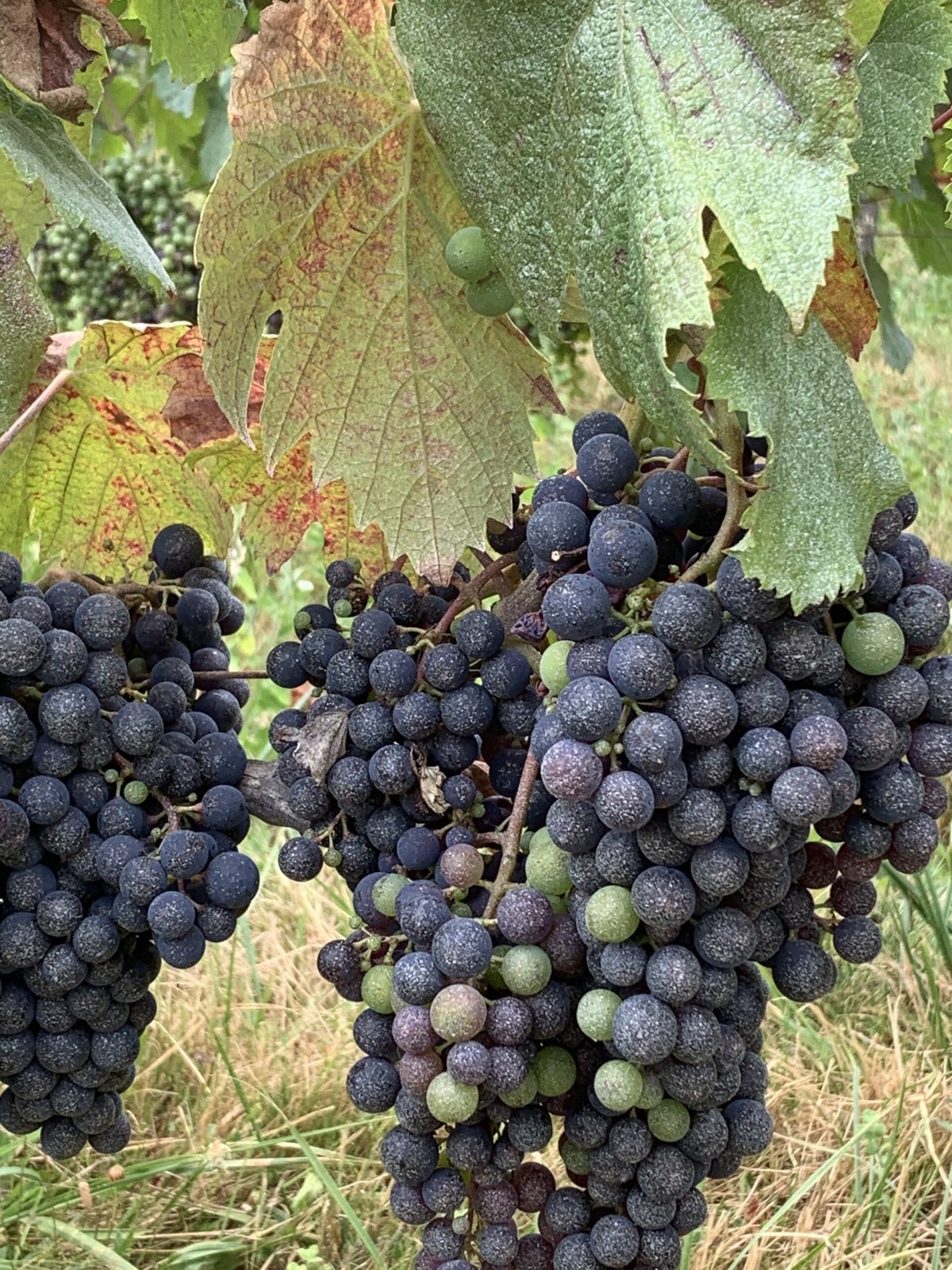 Geschiedenis Cavelot uw specialist in Malbec wijnen uit de wijnstreek Cahors in Frankrijk