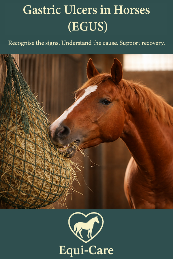 Gastric Ulcers in Horses (EGUS)