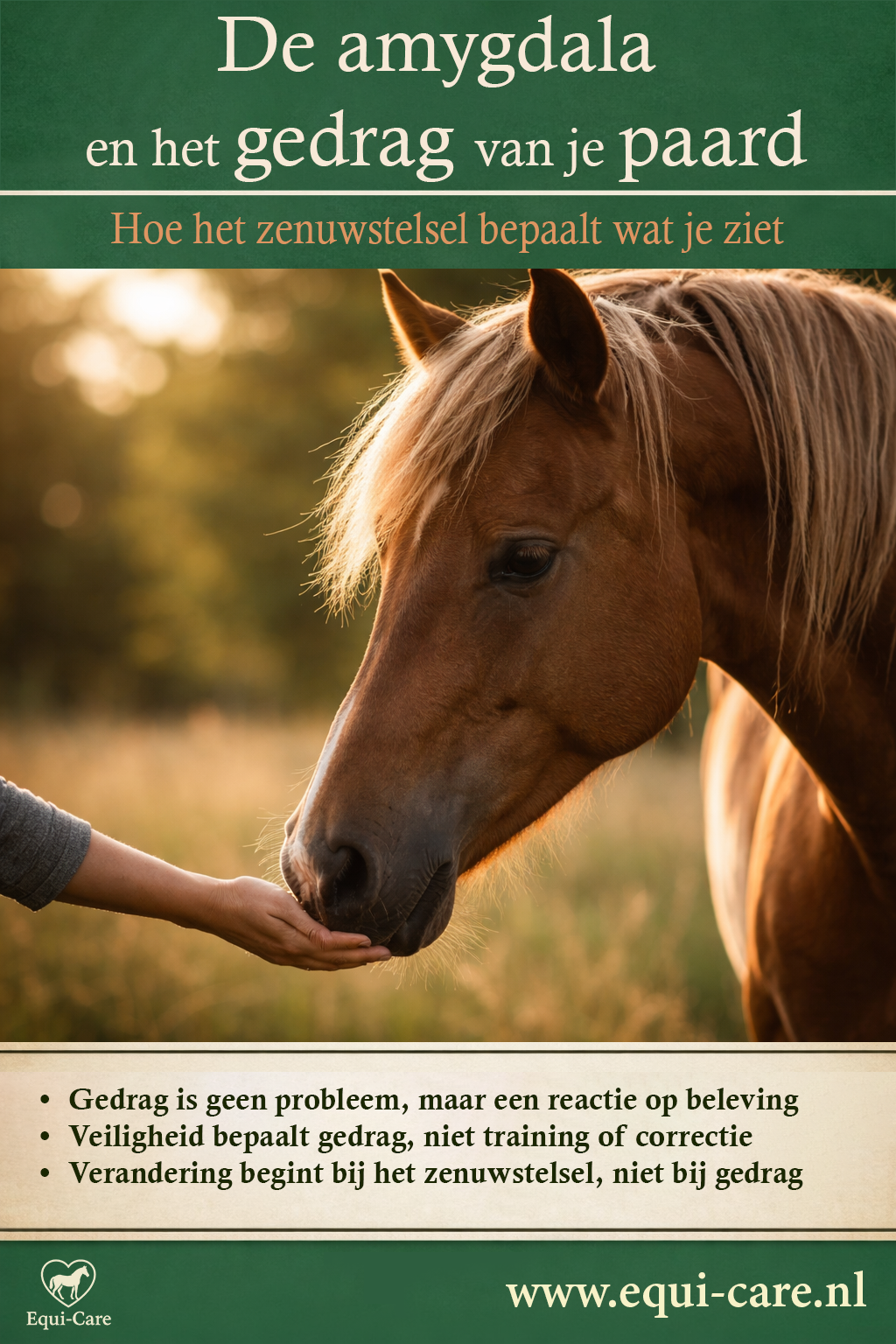 De amygdala en het gedrag van je paard