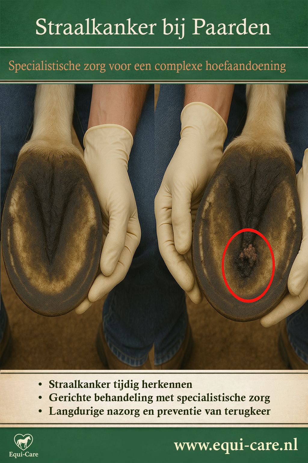 Straalkanker bij Paarden