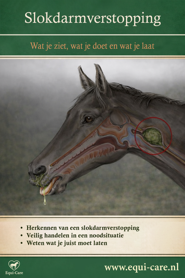 Slokdarmverstopping bij paarden | Wat je ziet, wat je doet en wat je laat