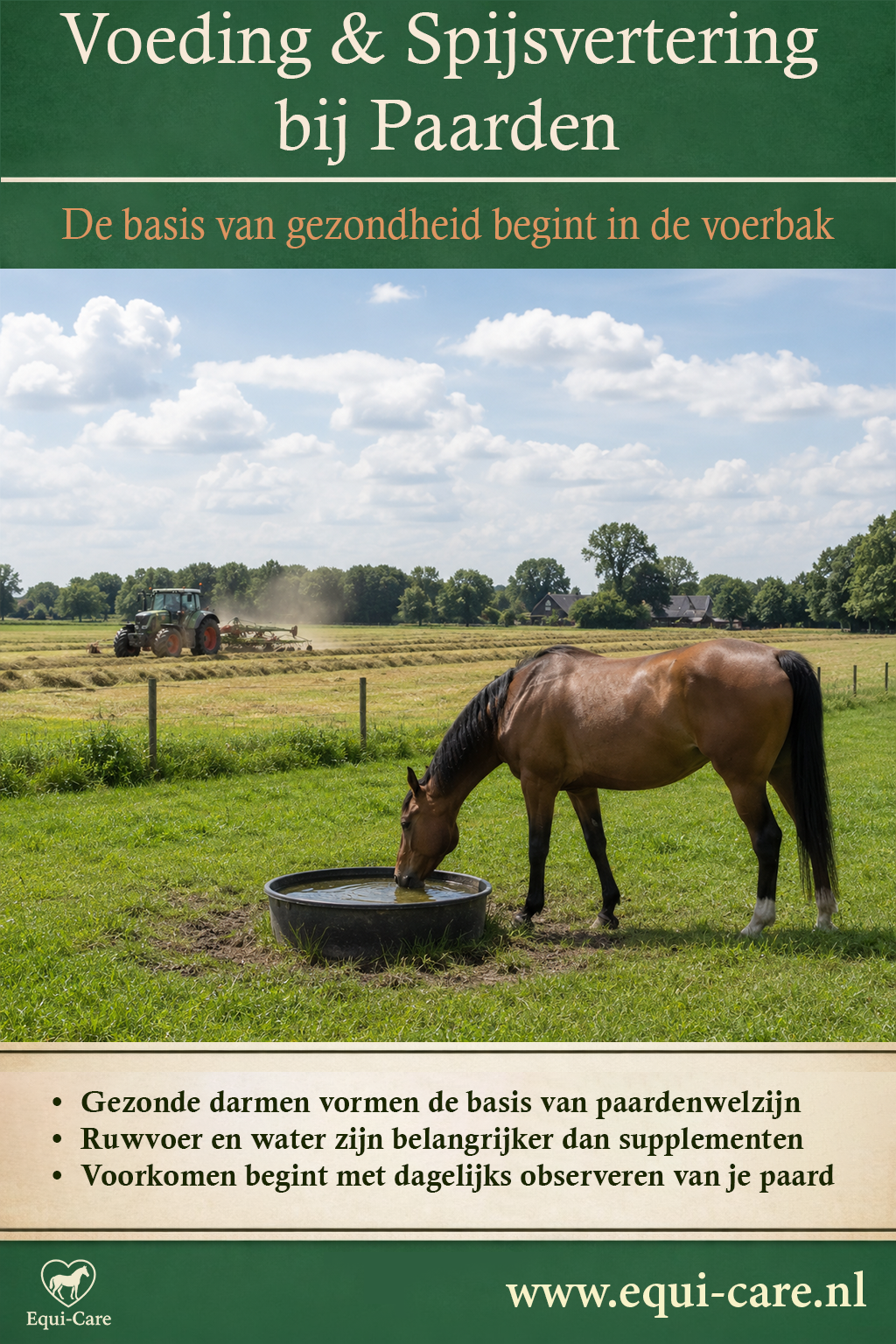 Voeding & Spijsvertering bij Paarden | De basis van gezondheid begint in de voerbak