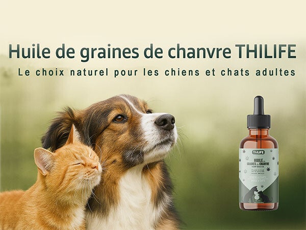 Nouveau partenariat avec Thilife huile de chanvre pour animaux
