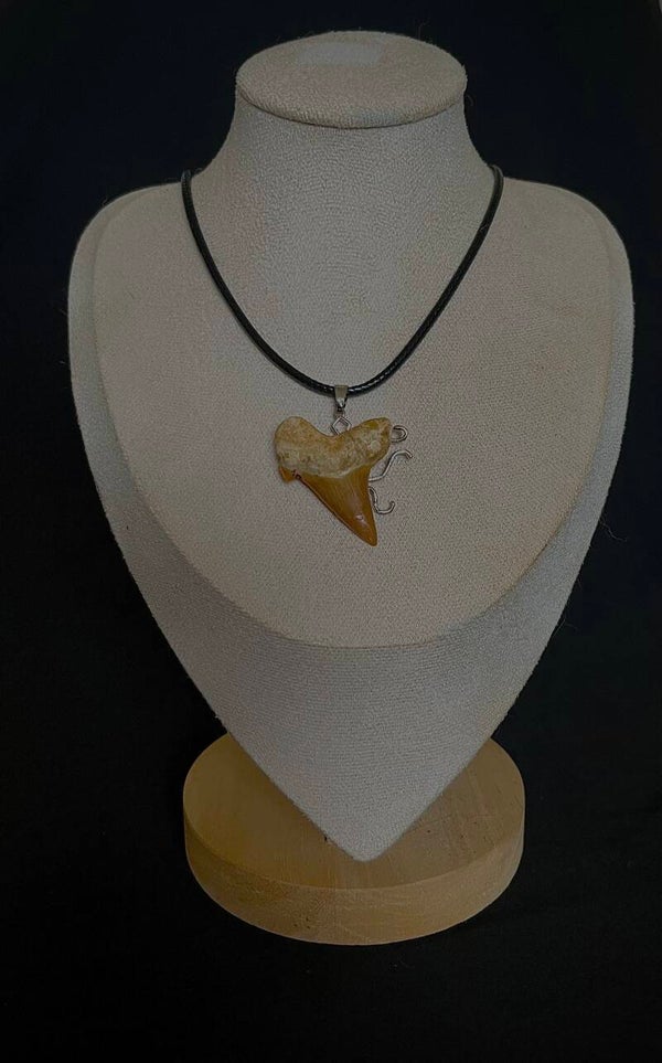 Collier dent de requin fossilisée