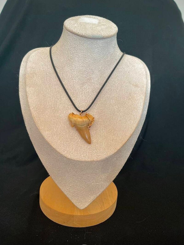 collier dent de requin fossilisée