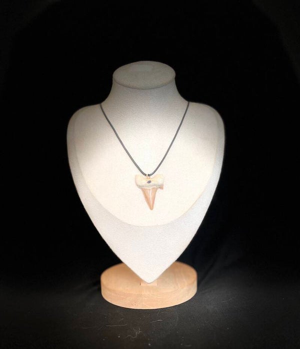 collier en dent de requin fossilisée