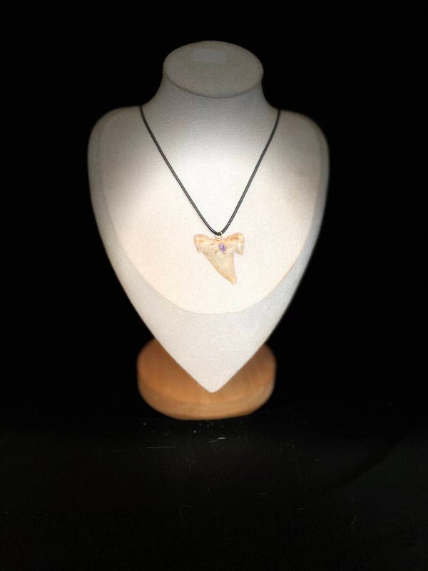 collier en dent de requin fossilisée