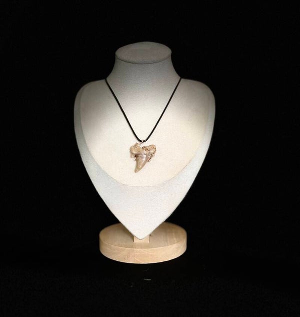 Collier dent de requin fossilisée