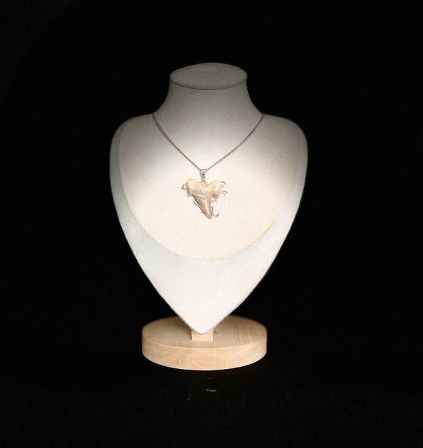 Collier en dent de requin fossilisée