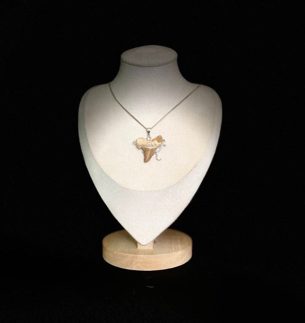 collier en dent de requin fossilisée