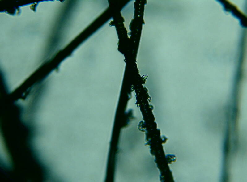 Een beschadigde haar onder de microscoop