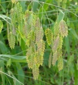Chasmanthium latifolium