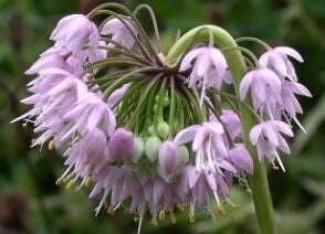 Allium cernuum - Amerikaans look (15)