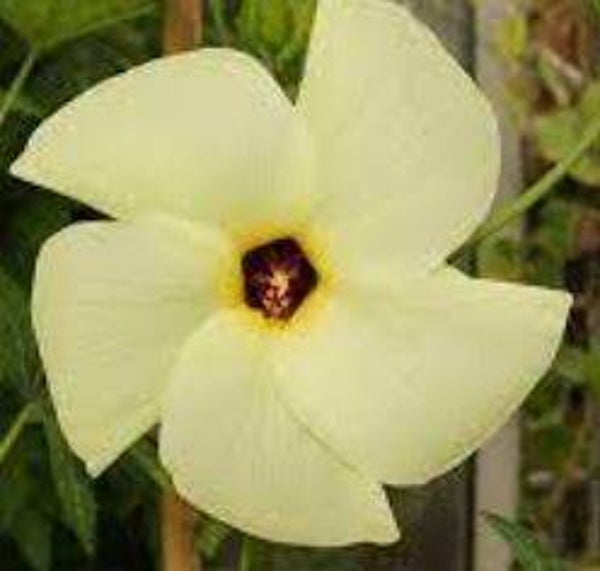 Abelmoschus manihot (5-10)