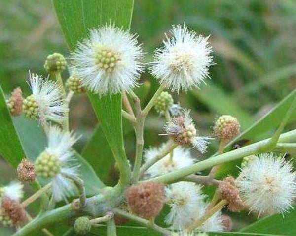 Acacia melanoxylon (5)