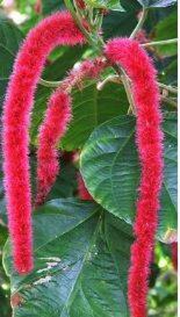 Acalypha hispida - Kattenstaartstruik (15)