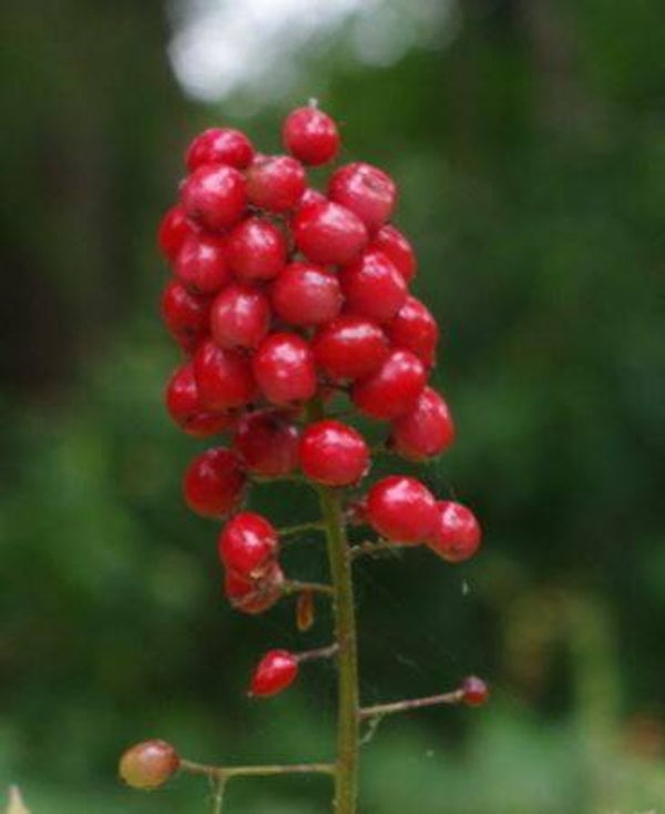 Actaea rubra - Christoffelkruid (5)