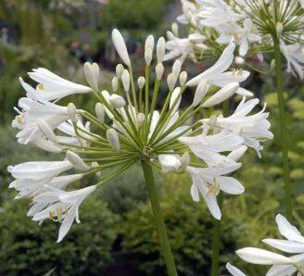 Agapanthus alba - Afrikaanse lelie (15)
