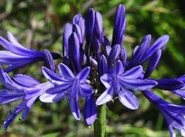 Agapanthus "Navy blue" - Afrikaanse lelie (10-15)