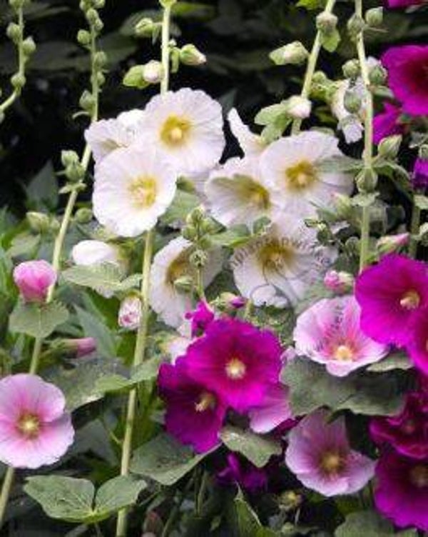 Alcea rosea (Stokroos mix)