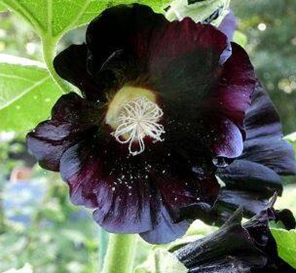 Alcea rosea - Stokroos zwart (10-15)