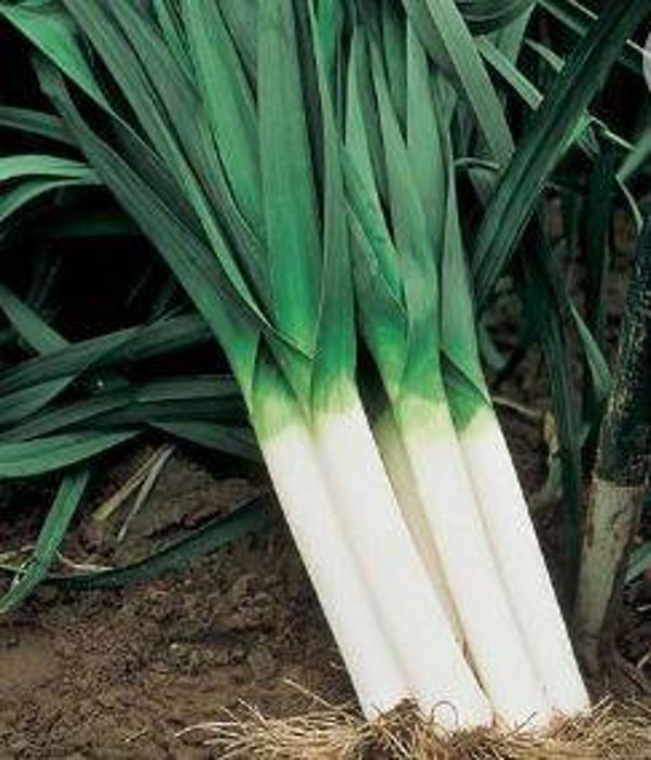 Allium porrum 'Autumn Giant' - Prei (20)