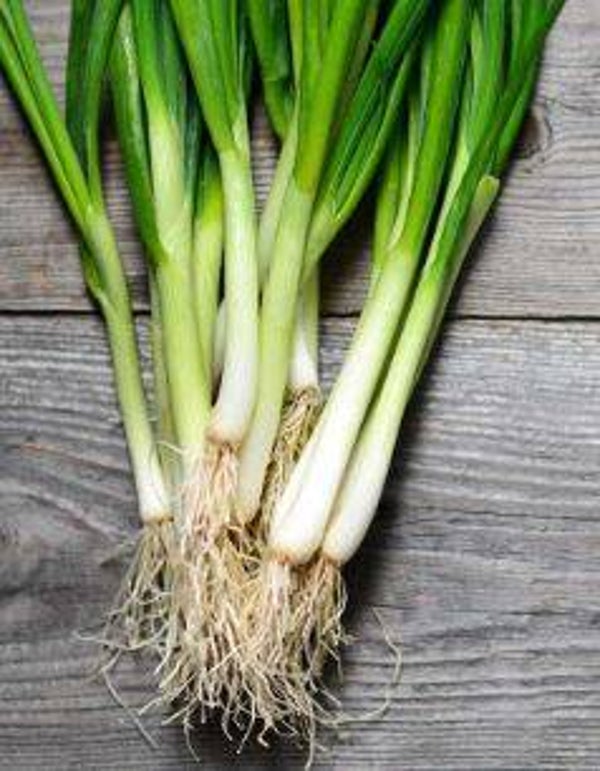 Allium fistulosum 'Ishikura' - lente-ui (20)