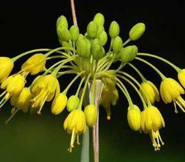 Allium flavum - Gele look (10-15)