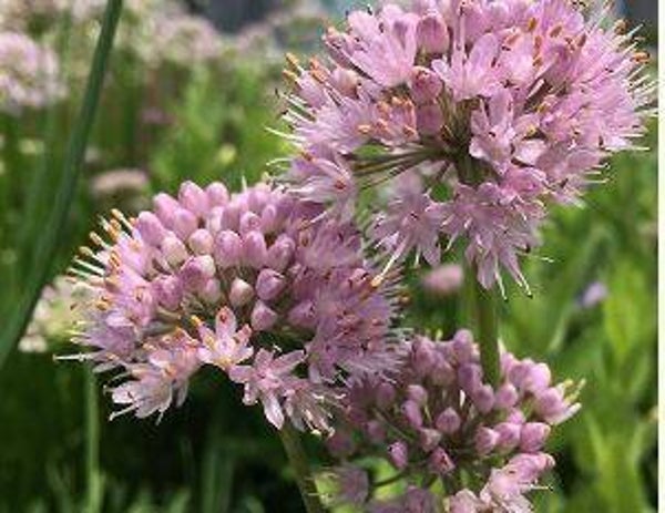 Allium lusitanicum - Sier-ui (10-15)