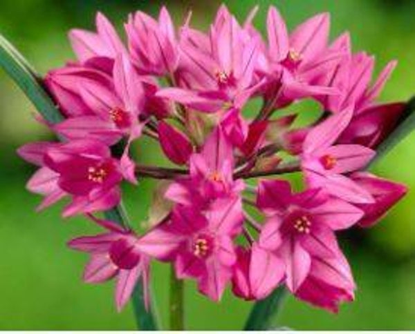 Allium oreophilum - Knuffeltjes (10-15)