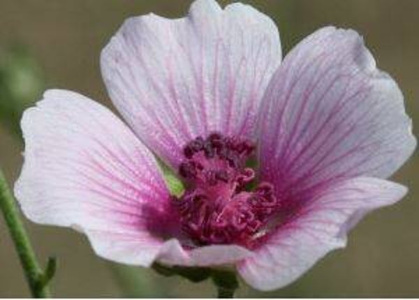 Althaea cannabina - Hennepbladstokroos (15)