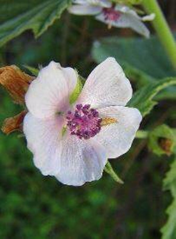 Althaea officinalis - Heemst (15)
