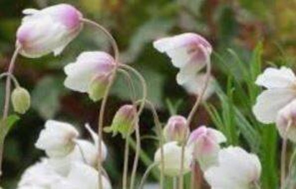 Anemone sylvestris - Anemoon (10-15)