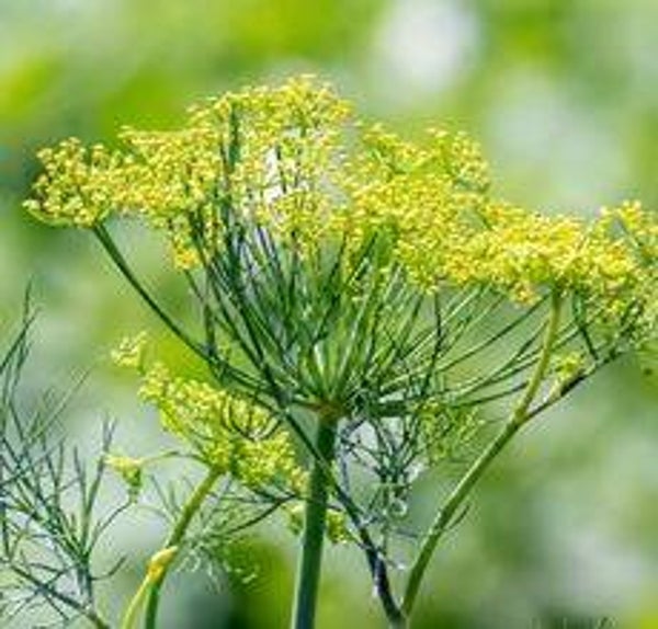 Anethum graveolens - Dille (15)