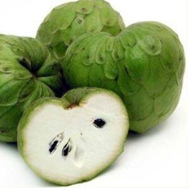 Anonna cherimola - Chirimoya (3-5)