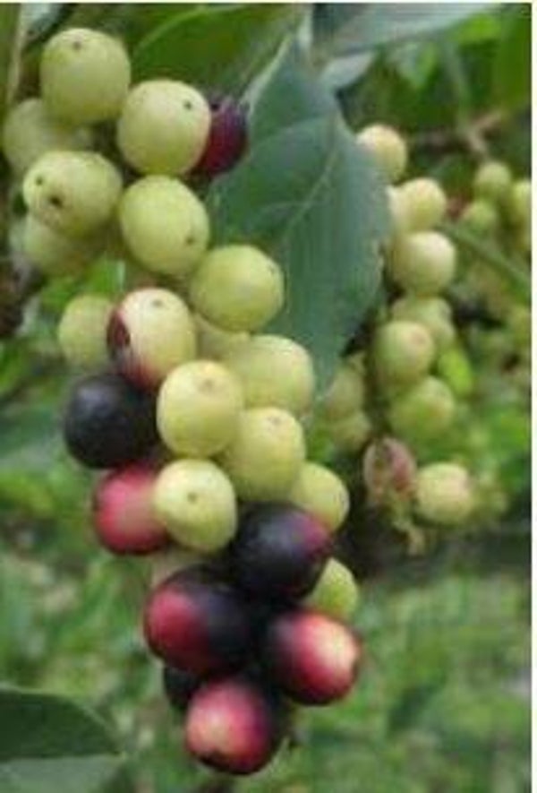 Antidesma venosum - Tosselbessie (1-5)