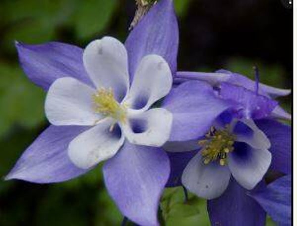Aquilegia caerulea - Akelei (10-15)