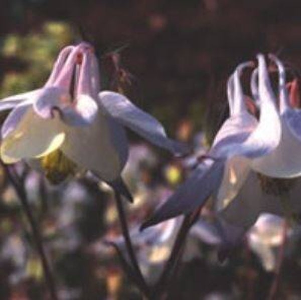 Aquilegia 'Milk & Honey' - Akelei (15)