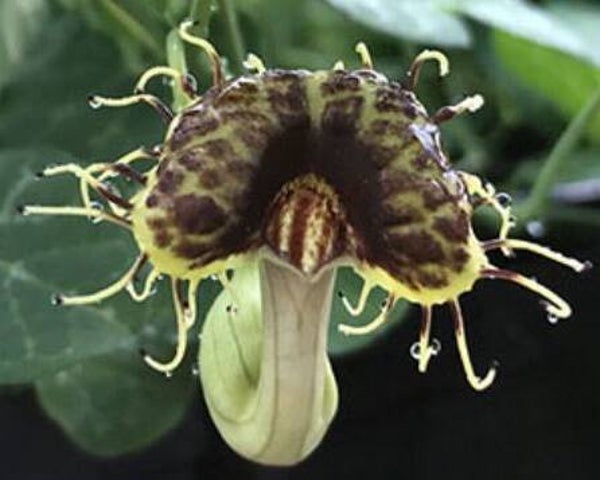 Aristolochia fimbriata - Duitse pijp (5-10)