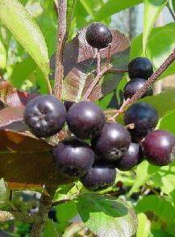 Aronia melanocarpa - Zwarte appelbes (10)