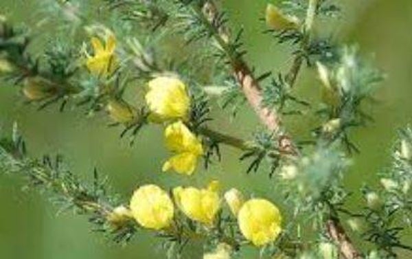 Aspalathus ericifolius (5-10)