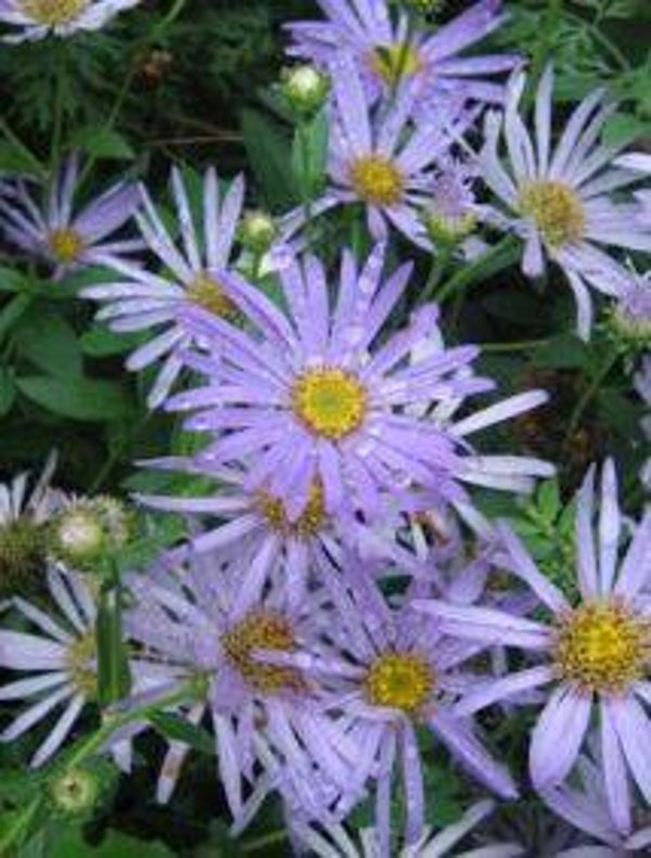 Aster frikartii - Herfstaster (20)