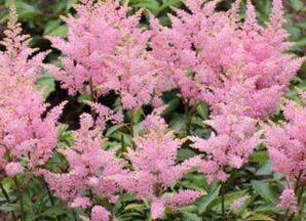 Astilbe Pink vision – moerasspirea (20+)
