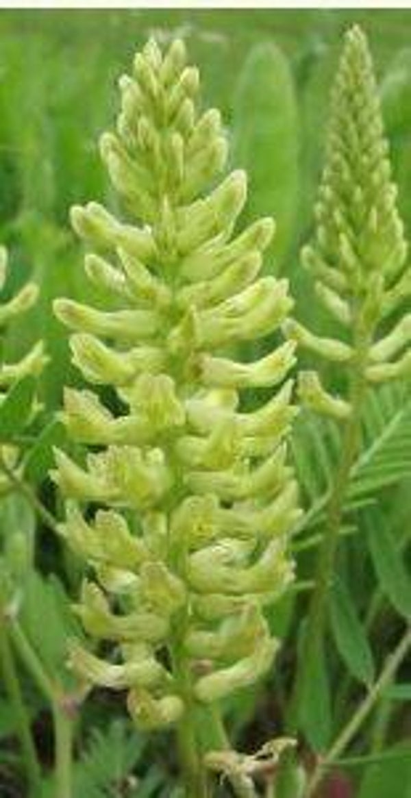 Astragalus canadensis - Hokjespeul (10)