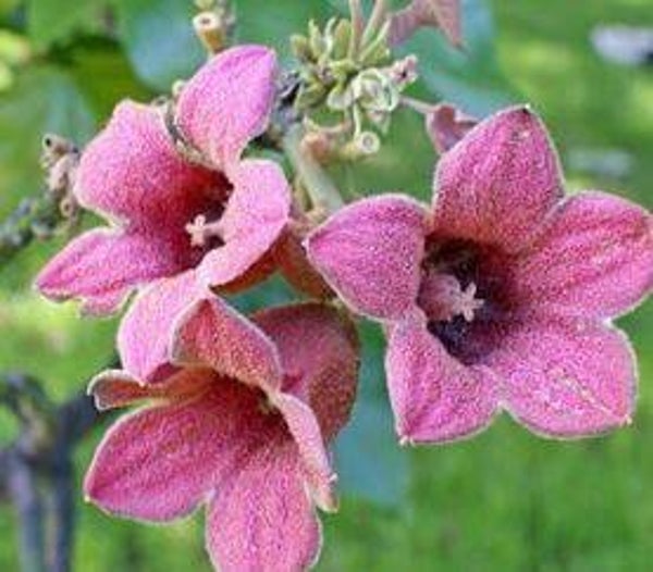 Brachychiton discolor - Roze vlammenboom (1-5)