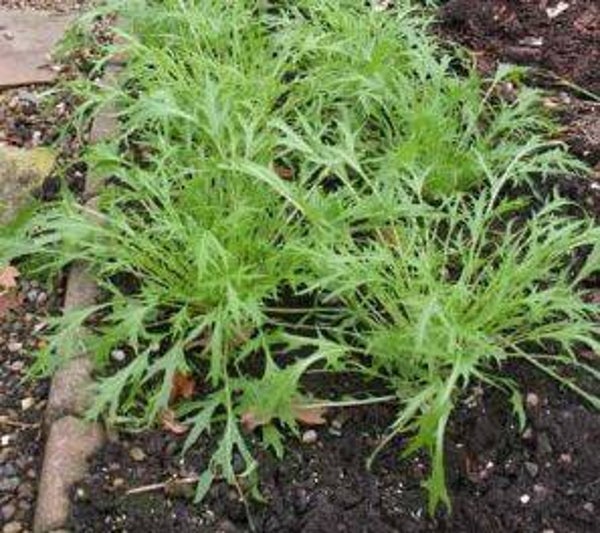 Brassica juncea - Mizuna (20)